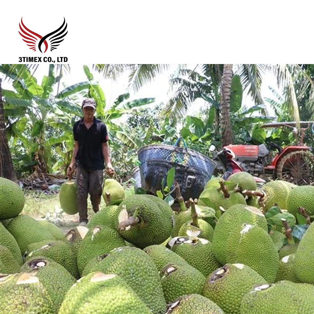 Mít sấy giòn A xuất khẩu